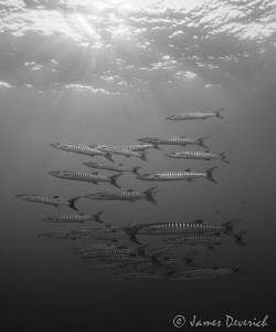 Ooo Barracuda! by James Deverich 